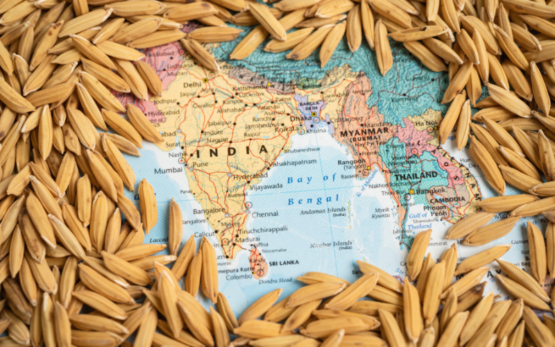 Ấn Độ cấm xuất khẩu gạo để đảm bảo an ninh lương thực quốc gia