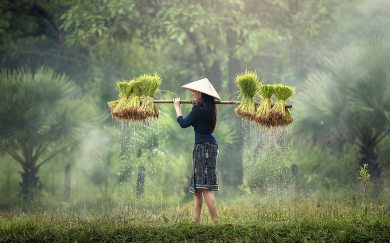 Việt Nam có nhiều cơ hội khi Ấn Độ cấm xuất khẩu gạo